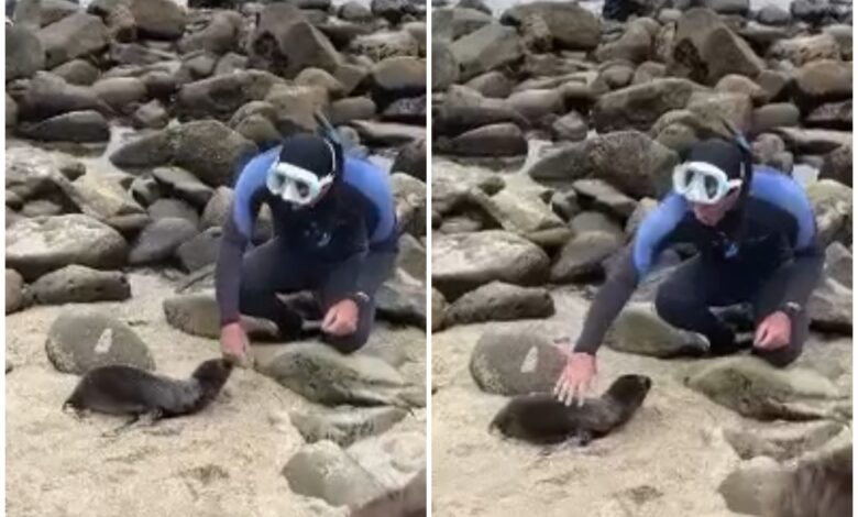 California Man Filmed Patting Baby Sea Lion