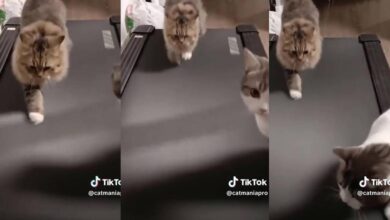 Fitness kitten uses the treadmill to exercise: "Kittens are very curious” | TikTok | Viral video | Gym | LOCOMUNDO