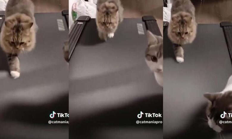 Fitness kitten uses the treadmill to exercise: "Kittens are very curious” | TikTok | Viral video | Gym | LOCOMUNDO
