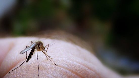 Mosquito bites are usually harmless, but in certain areas of the world they can be life-threatening.