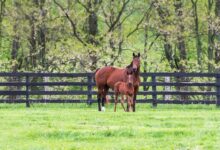Proactive Care Tips for Broodmares