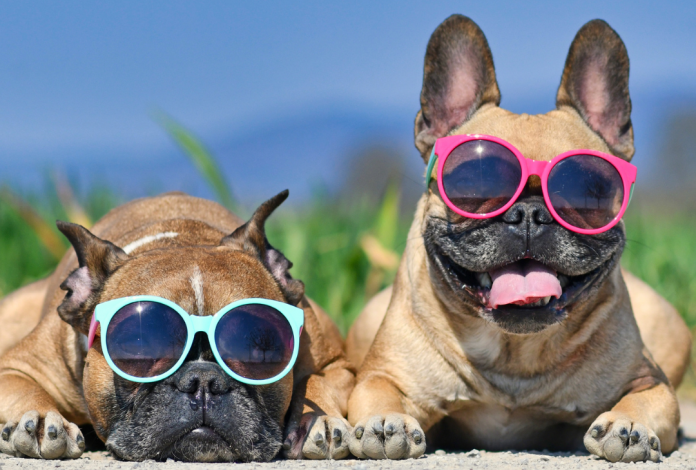 Summer Safety Tips For Pets
