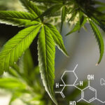 Tips to find the best CBD oil products