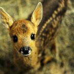 What to do if you find a baby deer in Kansas