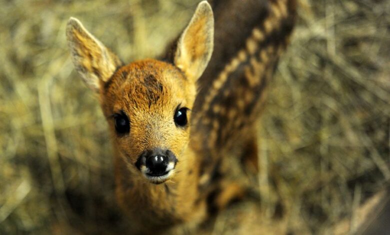 What to do if you find a baby deer in Kansas