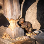 BeaverTails Are Back, BABY!!! - Disney Tourist Blog