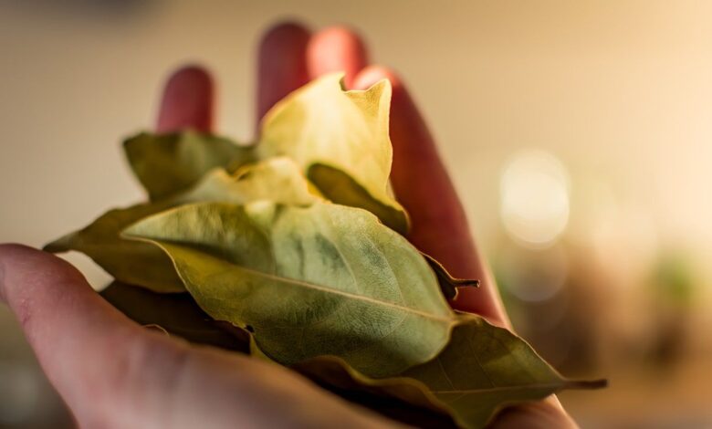 Could a ‘bay leaf spell’ attract wealth and success?