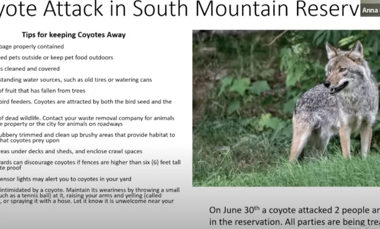 Maplewood Town Nurse Offers Tips for Keeping Coyotes Away
