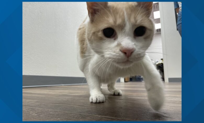 Meet Chili Potato, the West Texas cat on a fitness journey
