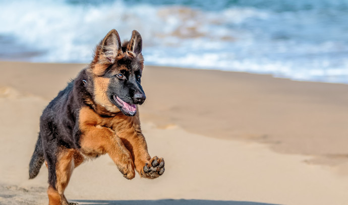 Taking your dog to the beach? Here are some dangers you should know