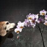 pet safe plants orchid