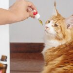 Vet shares tips to help pet owners burdened by medication costs – WPXI