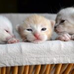 When Do Kittens Open Their Eyes? – Forbes Advisor