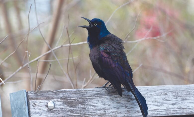 A common grackle with something to say—listening is one of the best ways to find more birds.