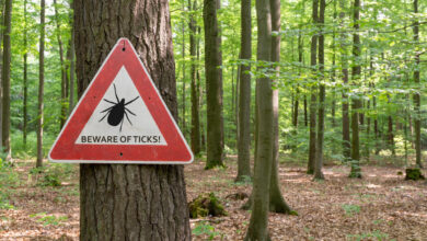 Lyme disease cases have gone up in the U.S. Here's why — and how to protect yourself.