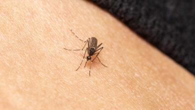 Mosquito-borne illnesses are back in the news. 4 ways to protect yourself.