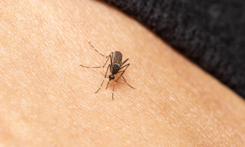 Mosquito-borne illnesses are back in the news. 4 ways to protect yourself.